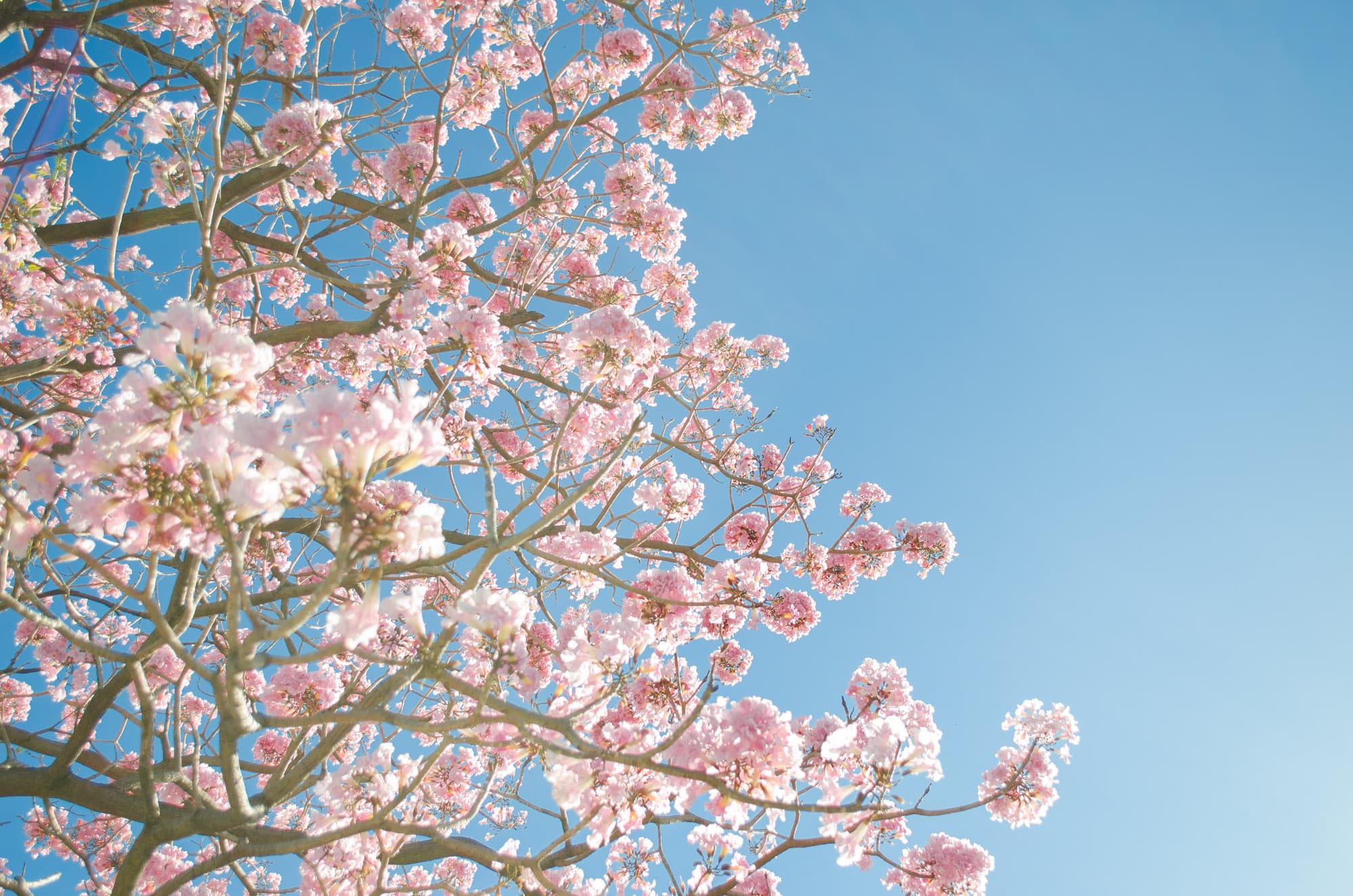 Cherry blossom in full bloom